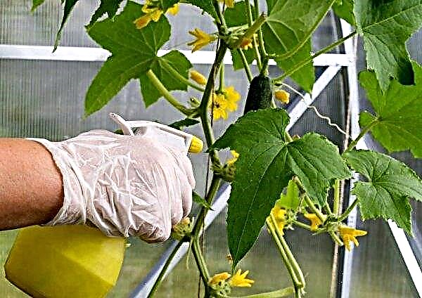 Fertiliser les concombres avec des remèdes populaires en pleine terre: comment se nourrir, caractéristiques de soins
