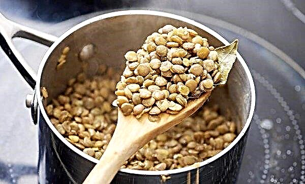 Lentils - the benefits and harms of losing weight: methods of application, diet, fasting days, reviews