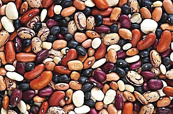The structure of beans: features and description, the structure of the root system, seed