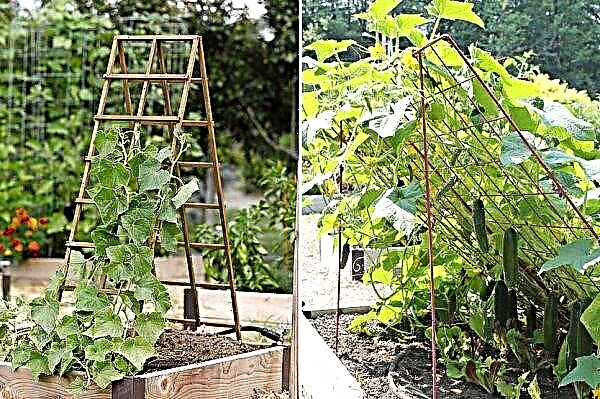 Cultivation of cucumbers in open ground on a trellis: basic rules and care, photos, video