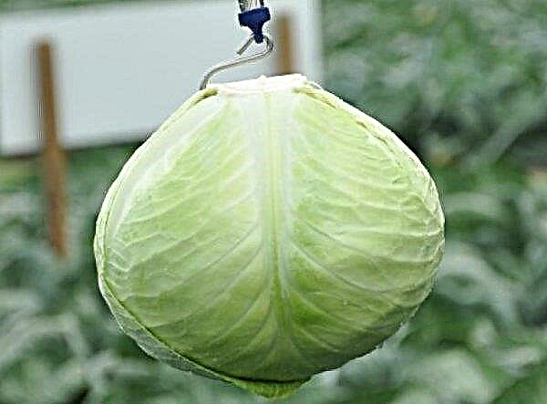 Cabbage varieties Ankoma: description and characteristics, cultivation and care of cabbage in the open ground, photo
