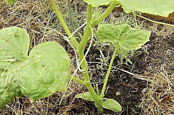 How to handle cucumbers with ammonia from diseases and pests