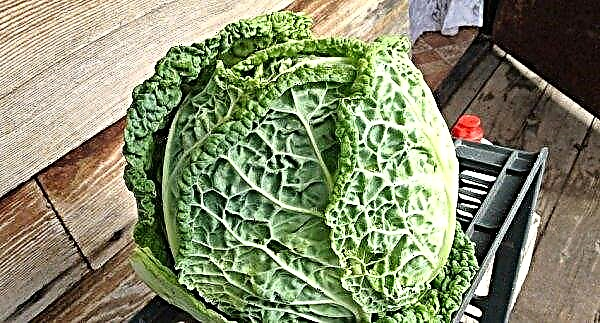 Storage for the winter Savoy cabbage at home: the main methods and rules, the choice of premises, preparation and shelf life