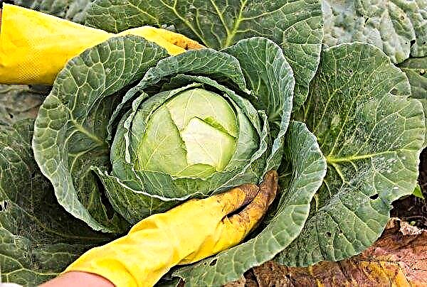When harvesting cabbage from a garden in the Moscow region: collection dates in different regions, features of harvesting for the winter, step-by-step instructions