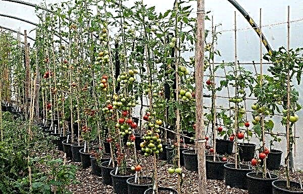 What to make tomatoes in the greenhouse blush faster: how and what to properly feed