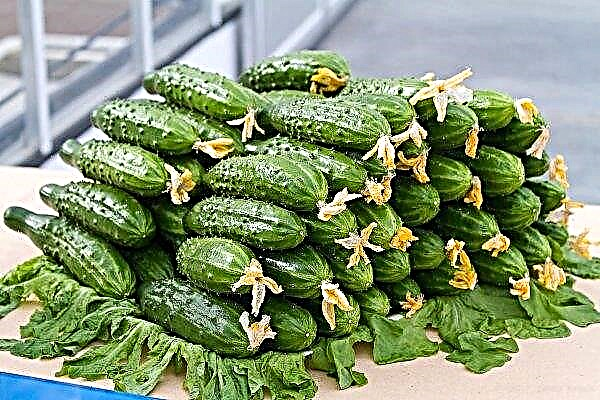 Why are bitter cucumbers - causes of bitterness, what to do, benefits and harm