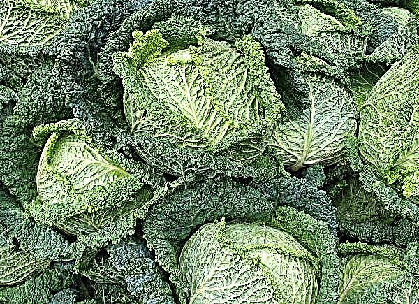 Savoy cabbage: description of varieties, cultivation and care in the open ground, photo