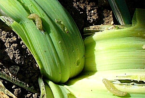 Is it possible to leave leek in the ground for the winter: frost resistance, harvest dates, care tips