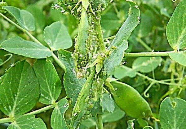 Peas: diseases and pests, measures to combat them