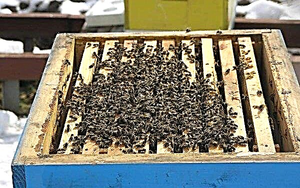 Бджоли в листопаді: як поводяться, ніж можна підгодувати, догляд і обробка, чому обсипаються, відео