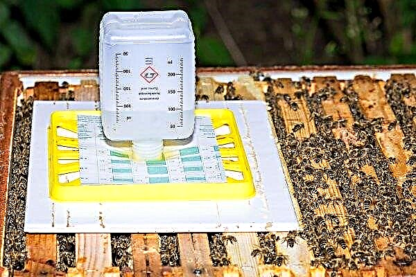 A méhek akarapidózisa: milyen betegség és hogyan jár tovább, tünetei és okai, kezelése és megelőzése