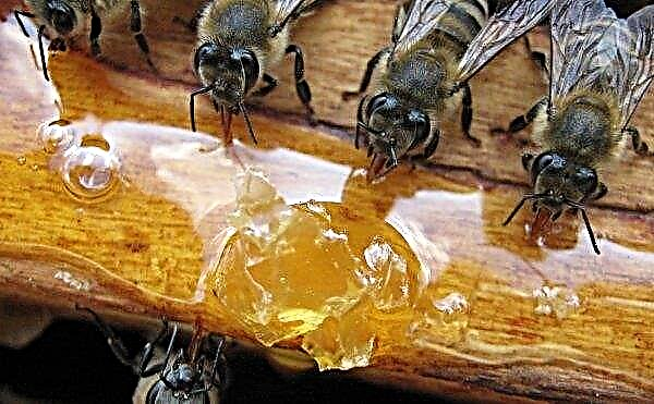 Jesenné kŕmenie včiel: dôvody kŕmenia, čo a ako správne kŕmiť včely na jeseň