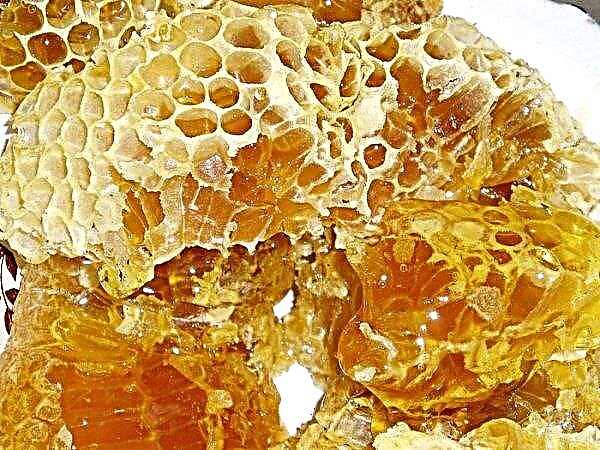 Осиний мед: як проводиться і чи існує осиний мед