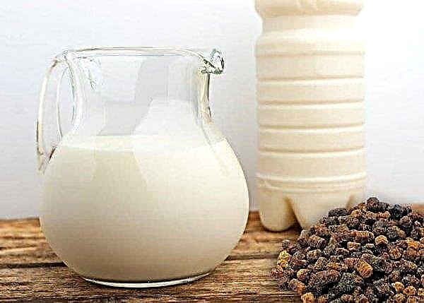 Propolisová tinktúra s mliekom: liečivé vlastnosti, použitie a kontraindikácie
