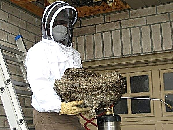 How to get rid of hornets under the roof with your own hands: effective methods of struggle, features and rules