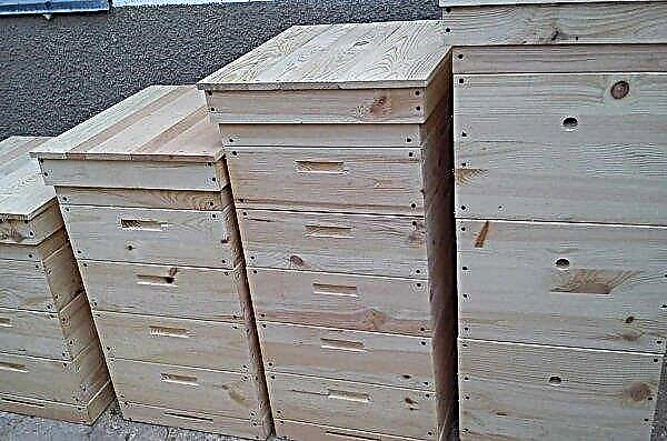 Multi-hive hive: advantages and disadvantages, rules for keeping bees, sizes, how to do it yourself, video