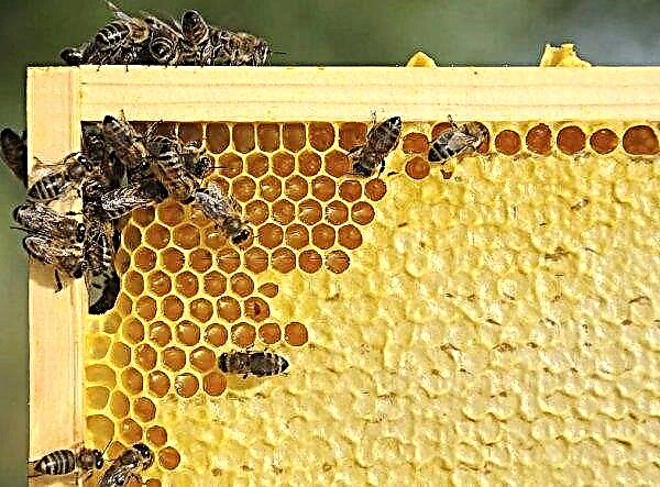 How much honey gives one hive per season: factors affecting the yield