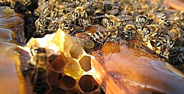 Autumn work in the apiary before wintering: preparation, processing and treatment of bees for diseases, video