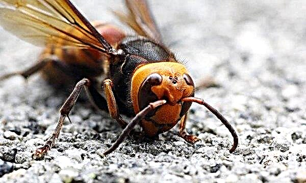 Hornet assassino asiático gigante: o que parece, mordidas e suas consequências, foto