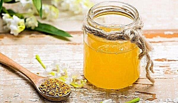 Polen de abeja para niños: propiedades útiles, cómo usarlo correctamente, a qué edad se les puede dar a los niños, recetas útiles de polen