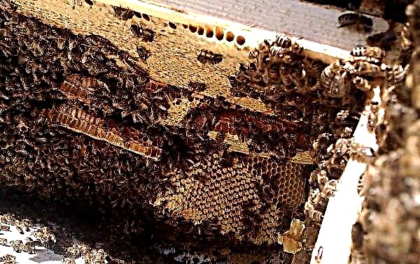 Swarm of bees: measures to prevent it, methods of struggle, how to stop and prevent it, video
