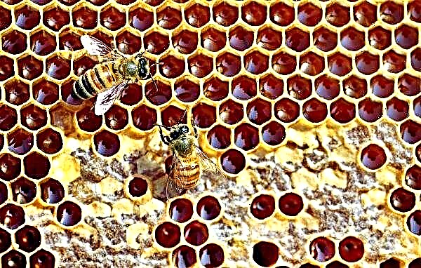 What do honey bees eat in nature: uterus, working bee, drone, in the summer and winter, what feed their children