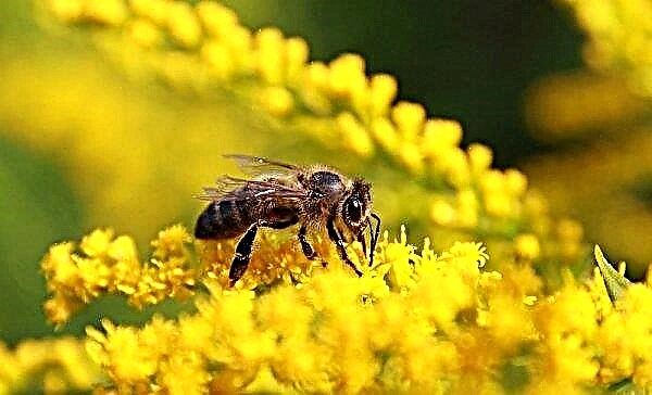 Lebah karnik dan karpatka: baka apa yang harus dipilih, ciri, ciri spesies