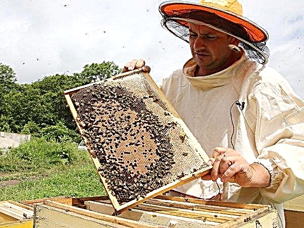 تربية النحل بطريقة Zebro: الميزات والفروق الدقيقة المحتملة