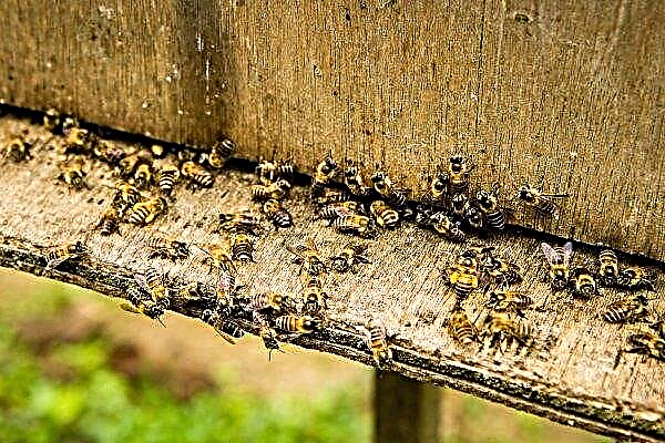 Чому гинуть бджоли: причини, фактори, чим загрожує вимирання, поради бджолярів
