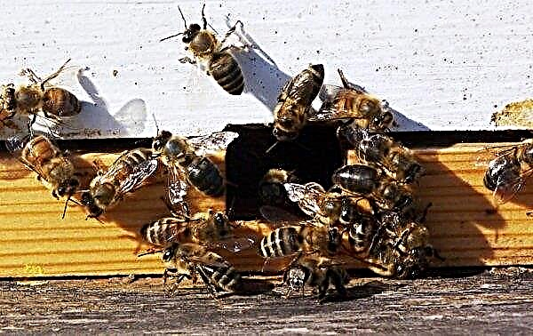 Gör-det-själv smal bikupa: funktioner, storlekar och teckningar, video