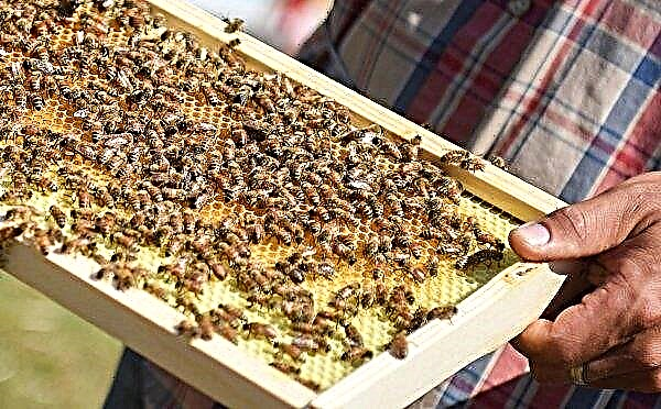 Wie Bienen erscheinen und geboren werden, die Geschichte der Bienen