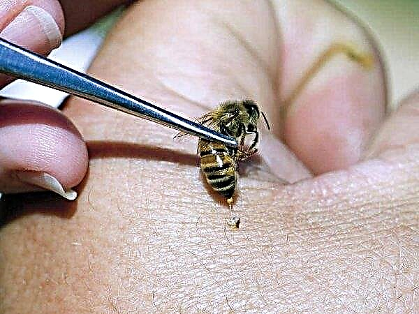 Пчелна отрова: инструкции за употреба, свойства и ефекти върху организма, как да го получите, снимка