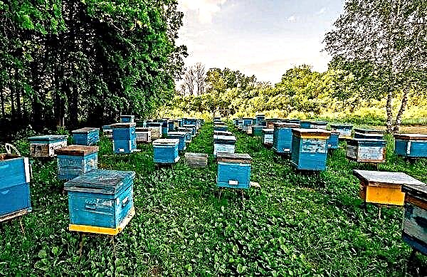 Cómo aumentar rápidamente el apiario: cuándo y por qué crece, métodos, instrucciones paso a paso, consejos para los apicultores principiantes