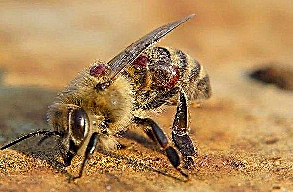"Bisanar" voor bijen: instructies voor het gebruik van het medicijn voor de behandeling en preventie van ziekten, dosering