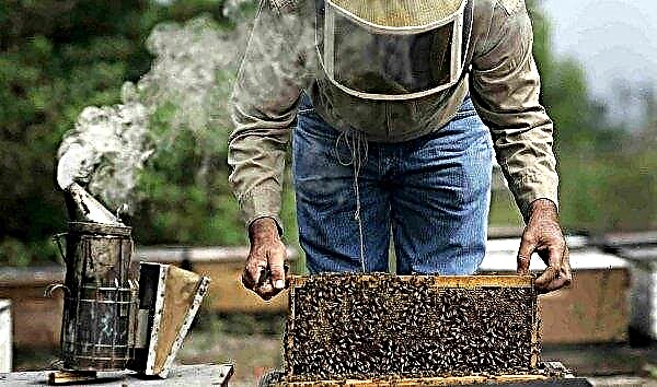 Použitie jedlového oleja proti kliešťom varroa (varroatóza a acarapidóza), návod na použitie vo včelárstve