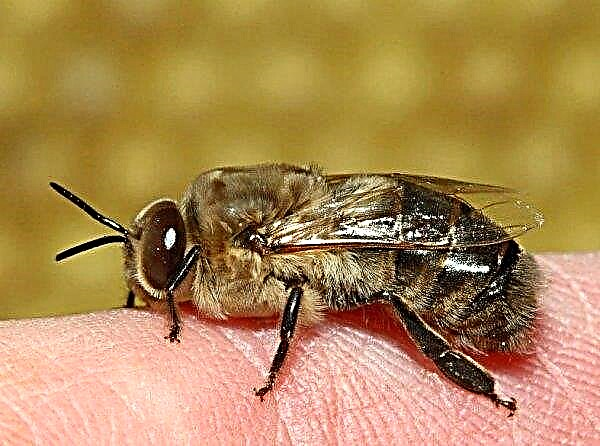 Hvad skal man gøre, hvis en hveps er blevet bidt: førstehjælp, hvordan man kan lindre ødemer derhjemme