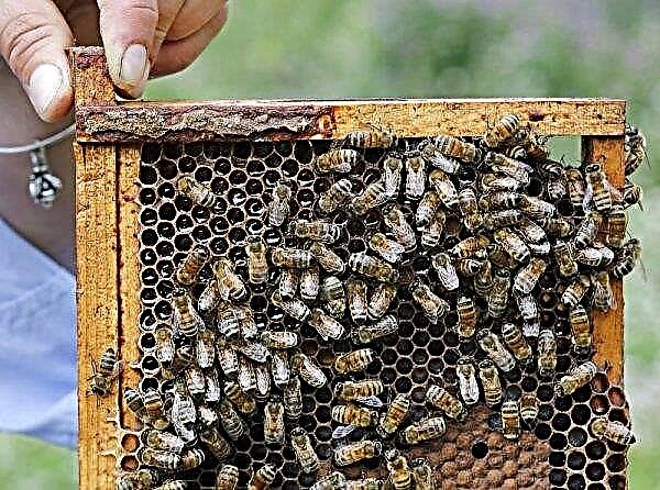 Karpatska pčela: karakteristike i karakteristike pasmine, njihove prednosti i nedostaci, fotografija