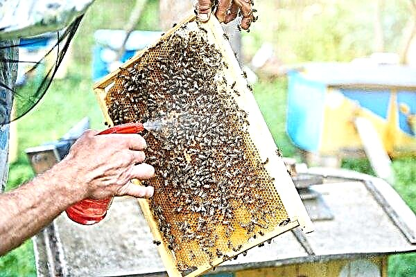 Kombination von Bienenvölkern: Wie und wann ist es am besten zu kombinieren, warum wird es gemacht, wie man Bienen einen Geruch verleiht, Ratschläge von Imkern