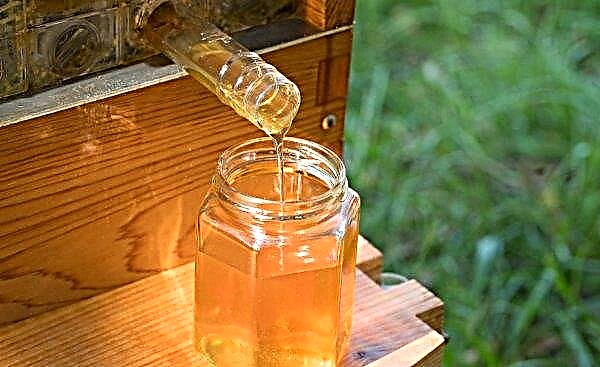 Beekeeping for beginners: where to start working with bees, the best tips, videos