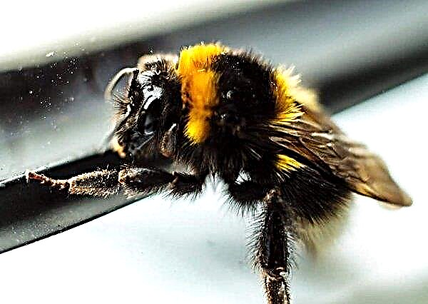 قم بقضم النحل الطنان: ميزات ووصف الحشرة والعلامات والإسعافات الأولية للعضات