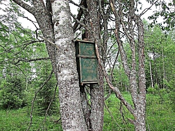 Catching bee swarms: using traps and without, how to catch a wild swarm, than to attract, video