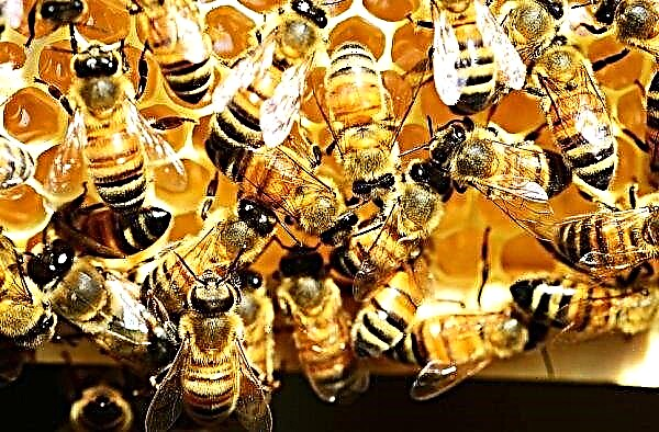اختفاء النحل على كوكب الأرض: ماذا سيحدث إذا ماتوا ، ولماذا يختفون ، إحصائيات الموت في العالم