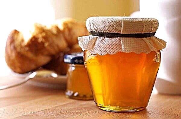 ファセリア蜂蜜-有用な特性と禁忌、アプリケーション
