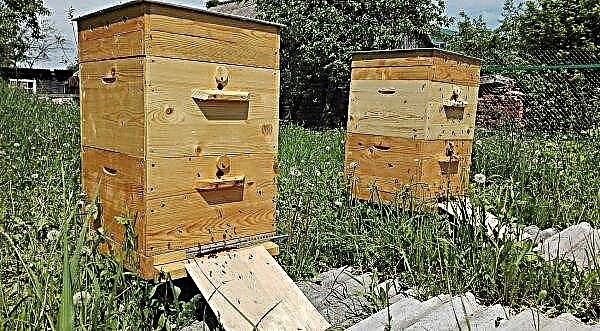 أنواع خلايا النحل في تربية النحل: كيف تفعل ذلك بنفسك ، المواد ، الرسومات والأحجام ، الفيديو