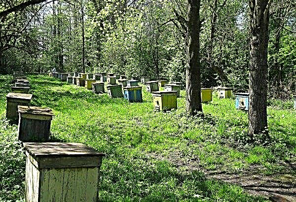 กรงนกขนาดใหญ่ในป่า: คุณสมบัติของการบำรุงรักษาและการจัดวางวิธีที่จะทำให้ตกใจหมีออกไปจากที่เลี้ยงผึ้งเคล็ดลับสำหรับการเริ่มต้น beekeepers