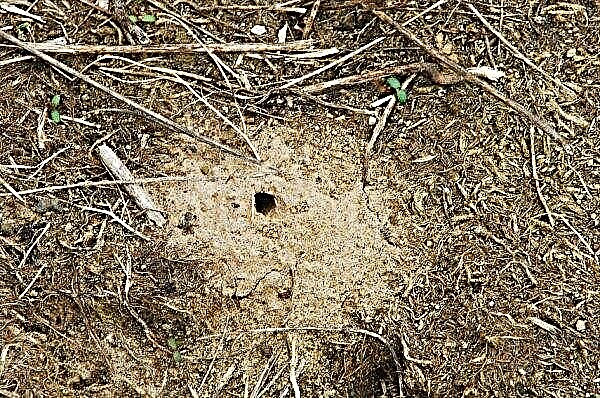पृथ्वी wasps: उपस्थिति, व्यवहार पैटर्न, एक काटने का खतरा, कैसे देश में पृथ्वी ततैया से छुटकारा पाने के लिए, फोटो