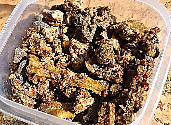 How to store propolis at home: how much and how to, optimal conditions
