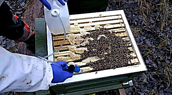 Bipin processing of bees: smoke gun with kerosene, at what temperature and at what time, in autumn and spring, video