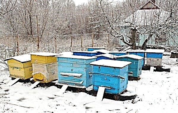 Overvintring av bier i Sibir: hvordan organisere og tilberede bier for overvintring, overvintring i naturen under snøen, video