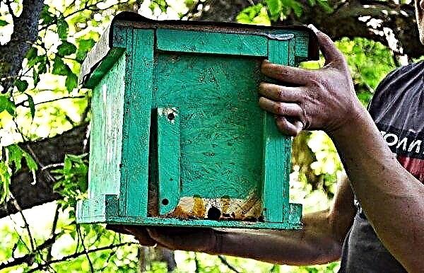 النحل الشائع النحل: خصائص ووصف السلالة ، ودورة الحياة والسكن ، الصورة